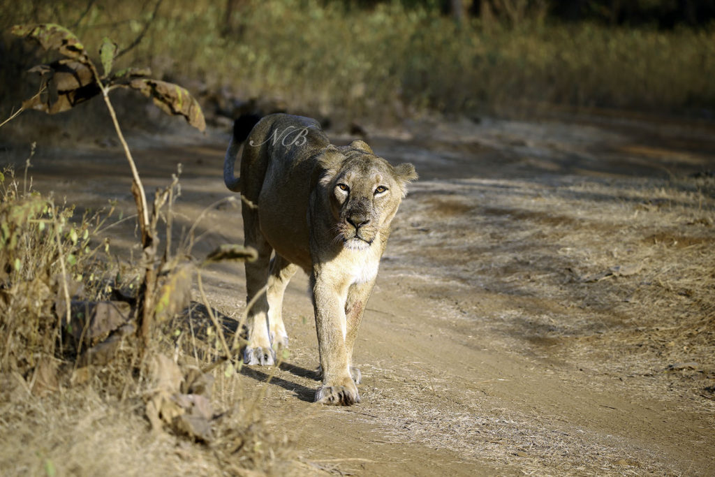 Lion breeding programme at Sakkarbug Zoo