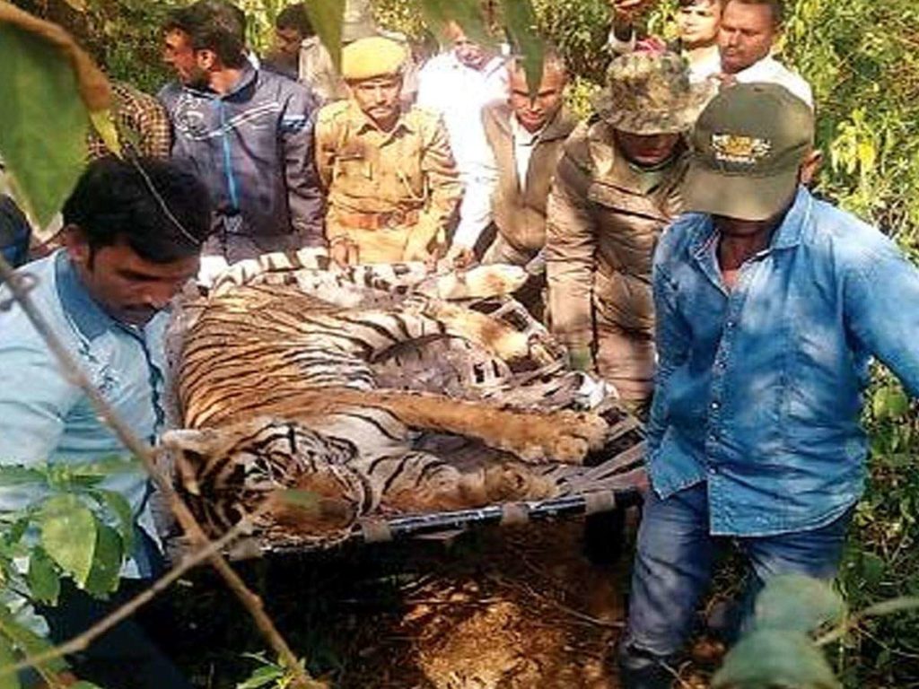 Big cat dies at Sariska Tiger Reserve