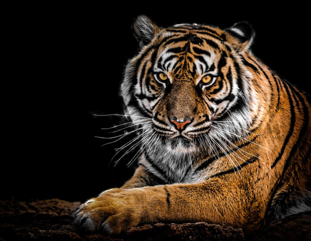 Doubling the tiger population by 2022