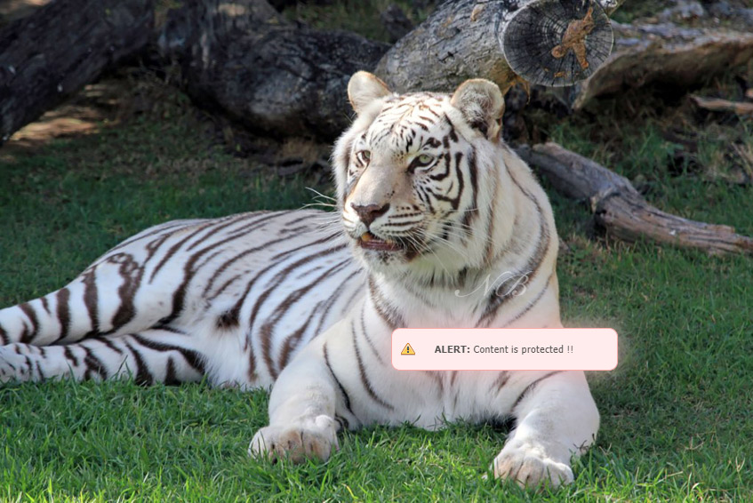 the-white-tiger