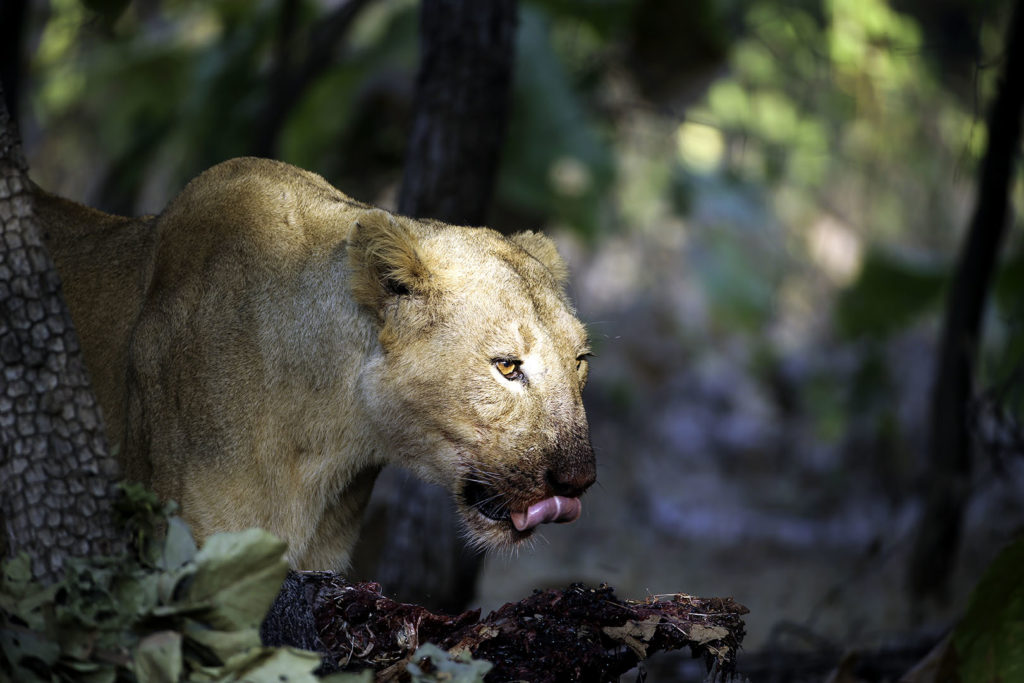 Gujarat: Six held for illegal lion show in Gir