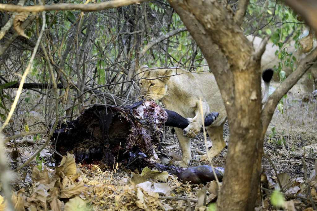 Wildlife in captivity: Lion Shows