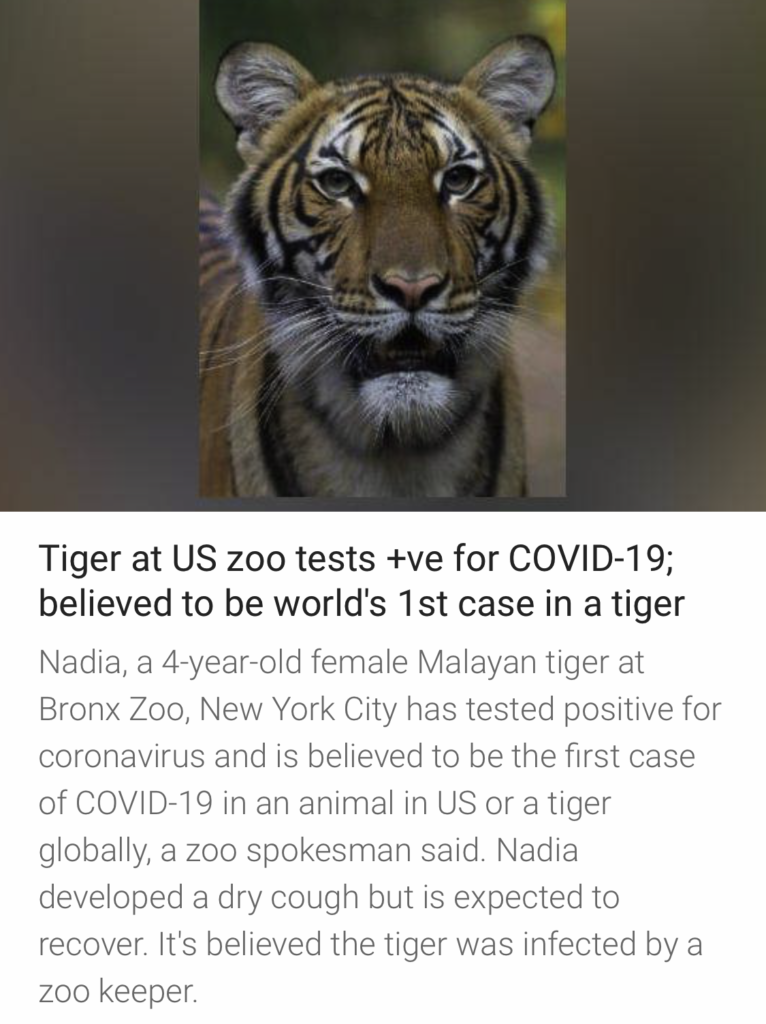 In a first, Bronx zoo tiger 'Nadia' tests positive for Covid-19