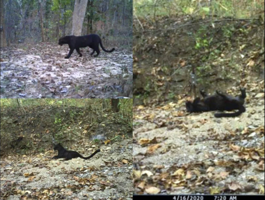 Black Panther spotted at a tiger reserve in Chattisgarh after 7 years