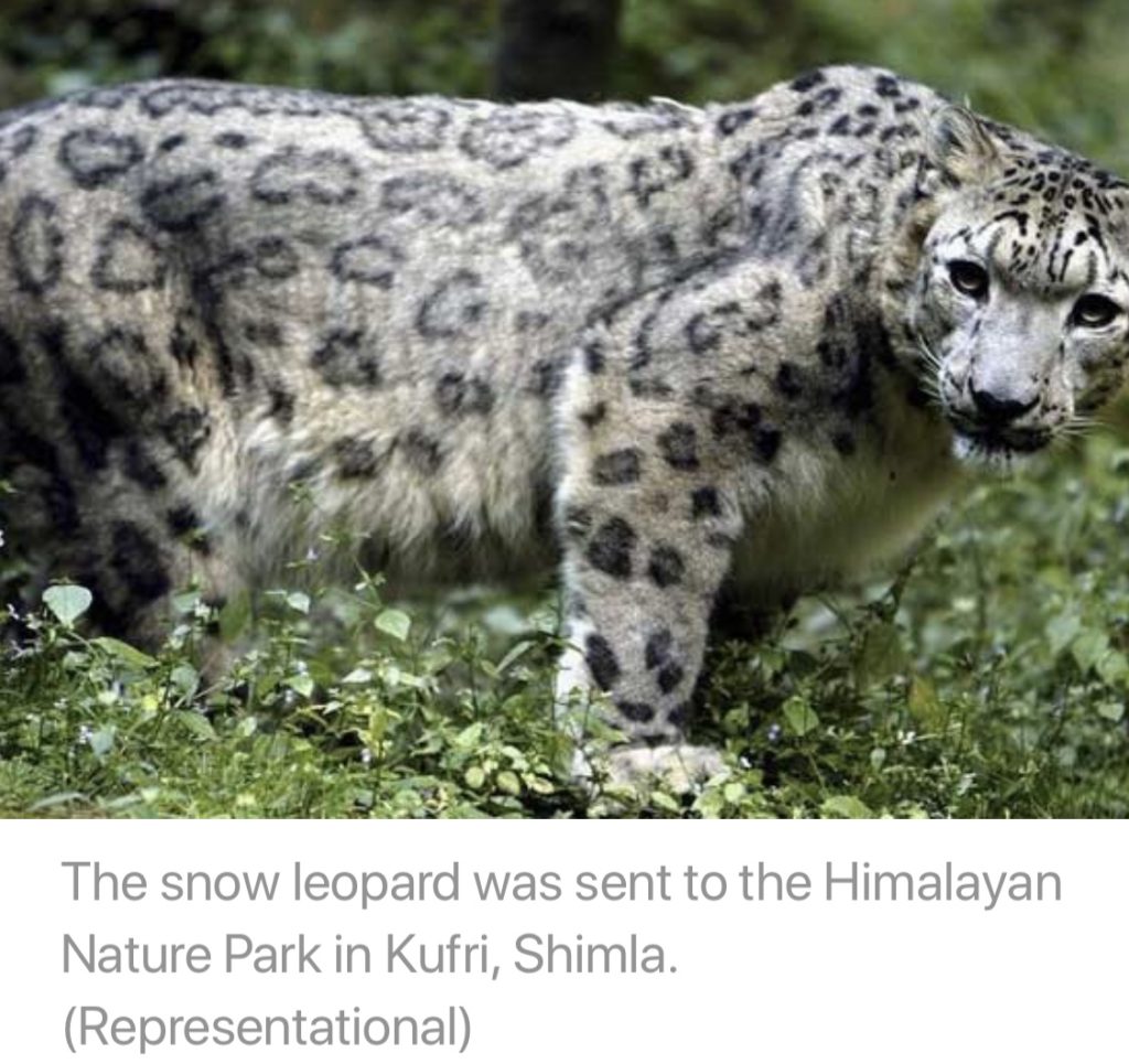 Snow Leopard which killed over 40 Sheep in Himachal captured