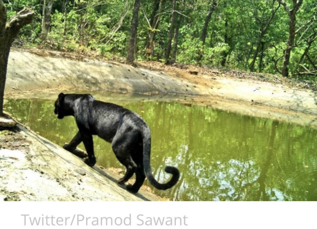 Rare Sighting: Black Panther captured on camera in Goa Sanctuary, Supposedly for the First Time