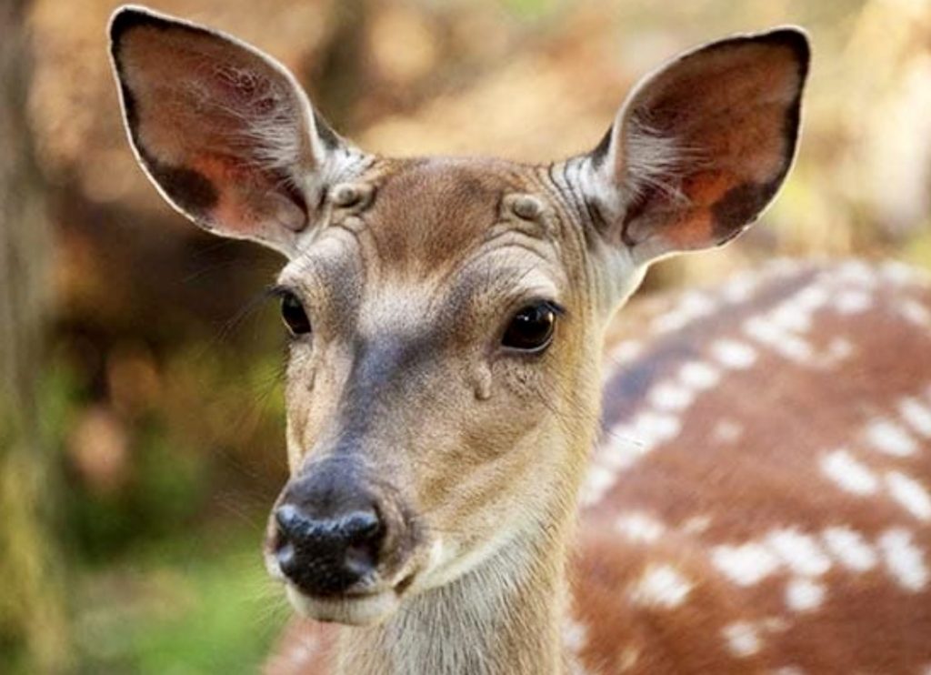 Spotted Deer, Chased by a Leopard, crashes through roof of house in Mumbai