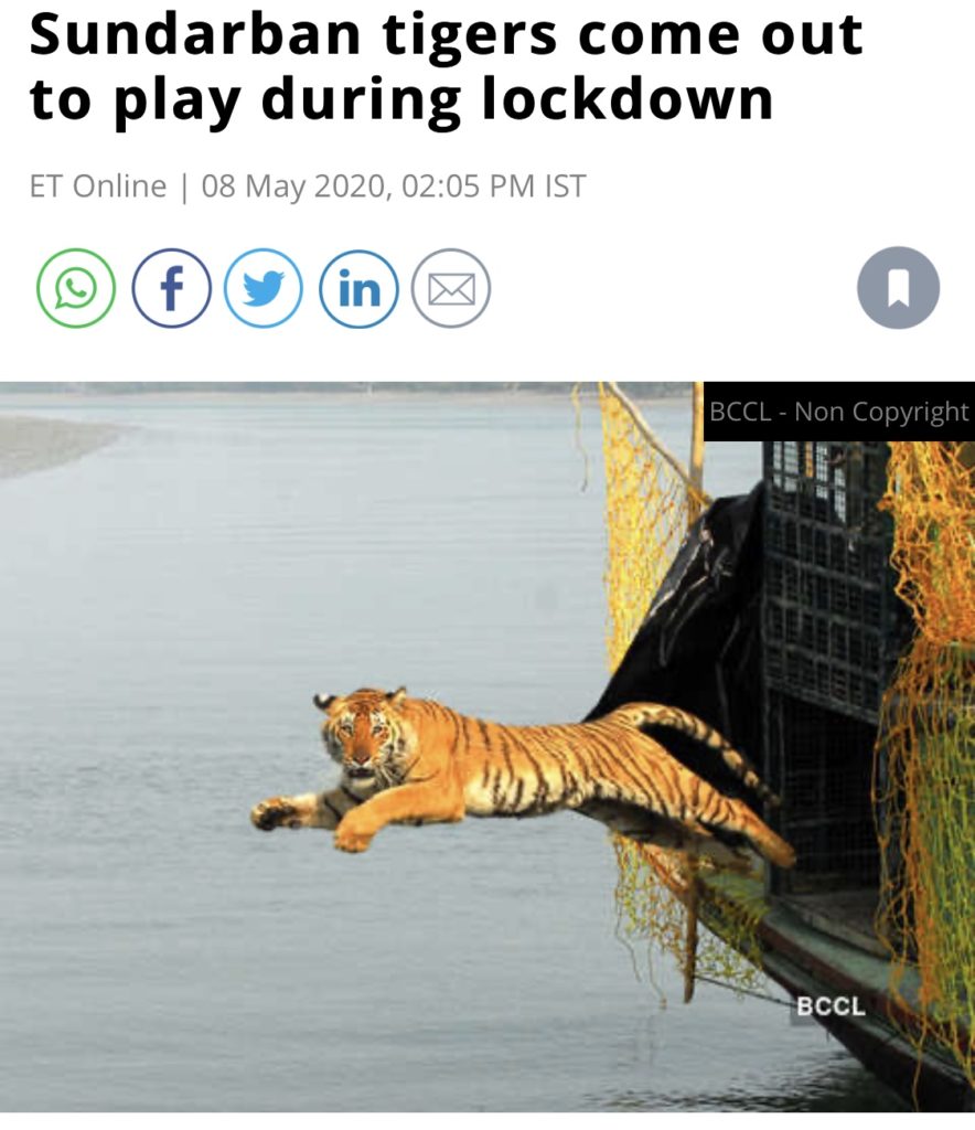 Sundarban tigers come out to play during lockdown